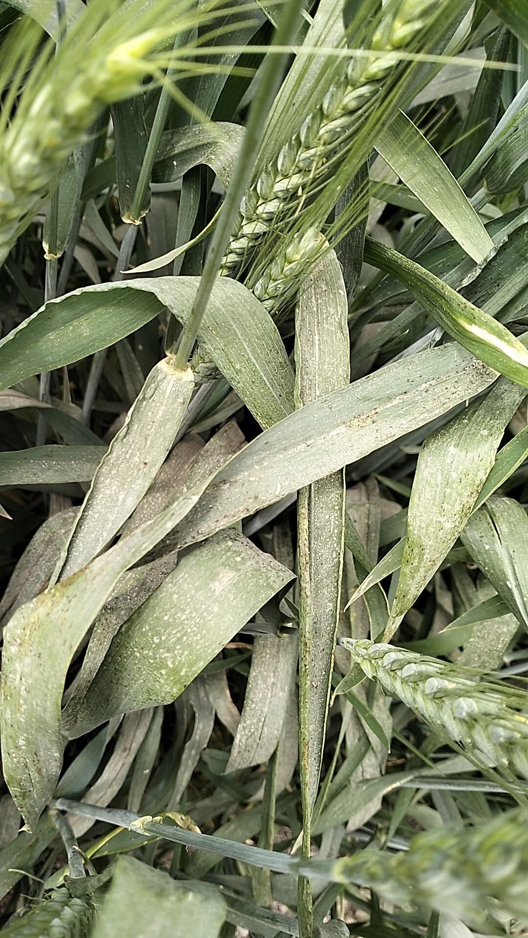 القمح عمر 90يوم ممكن اعرف لون الأوراق مش طبيعي فيه إصابة ولا طبيعي وايه العلاج جميزة 11